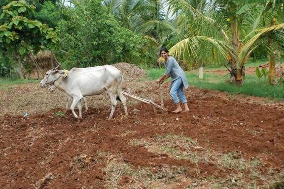 Navu farming