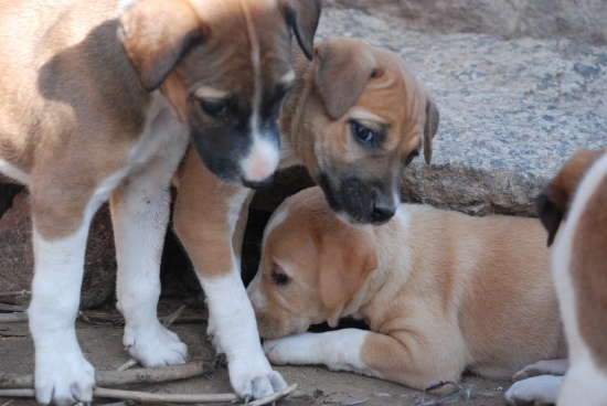 I found these puppies in Pavagada, when I went to cover deprivation from college. I held the entire team up for at least ten minutes because my heart melted looking at them. I just couldn't let them go